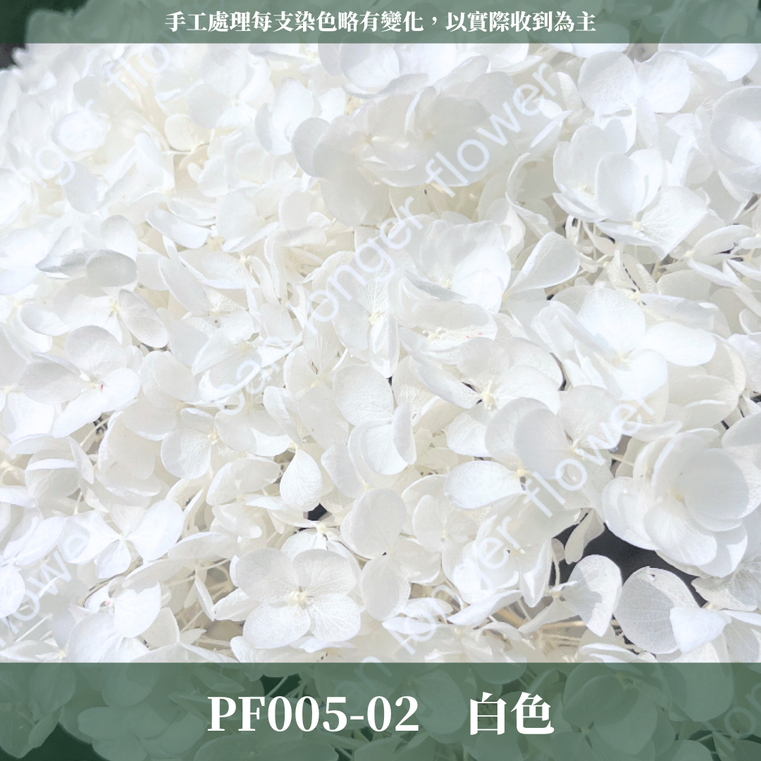 PF005 安娜繡球 單支 繡球花 台灣現貨 繡球 紫陽花