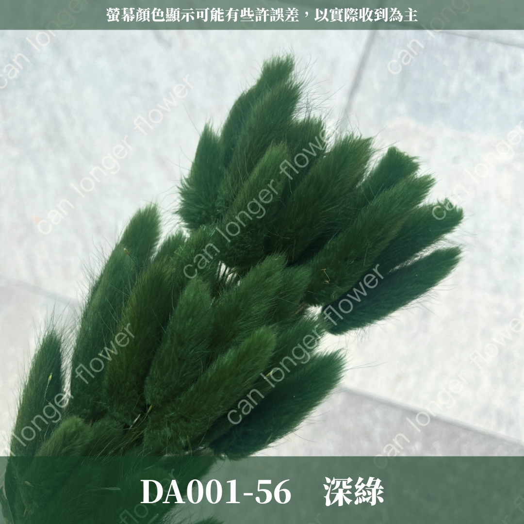 DA001 兔尾草 原裝約50-60支 台灣現貨