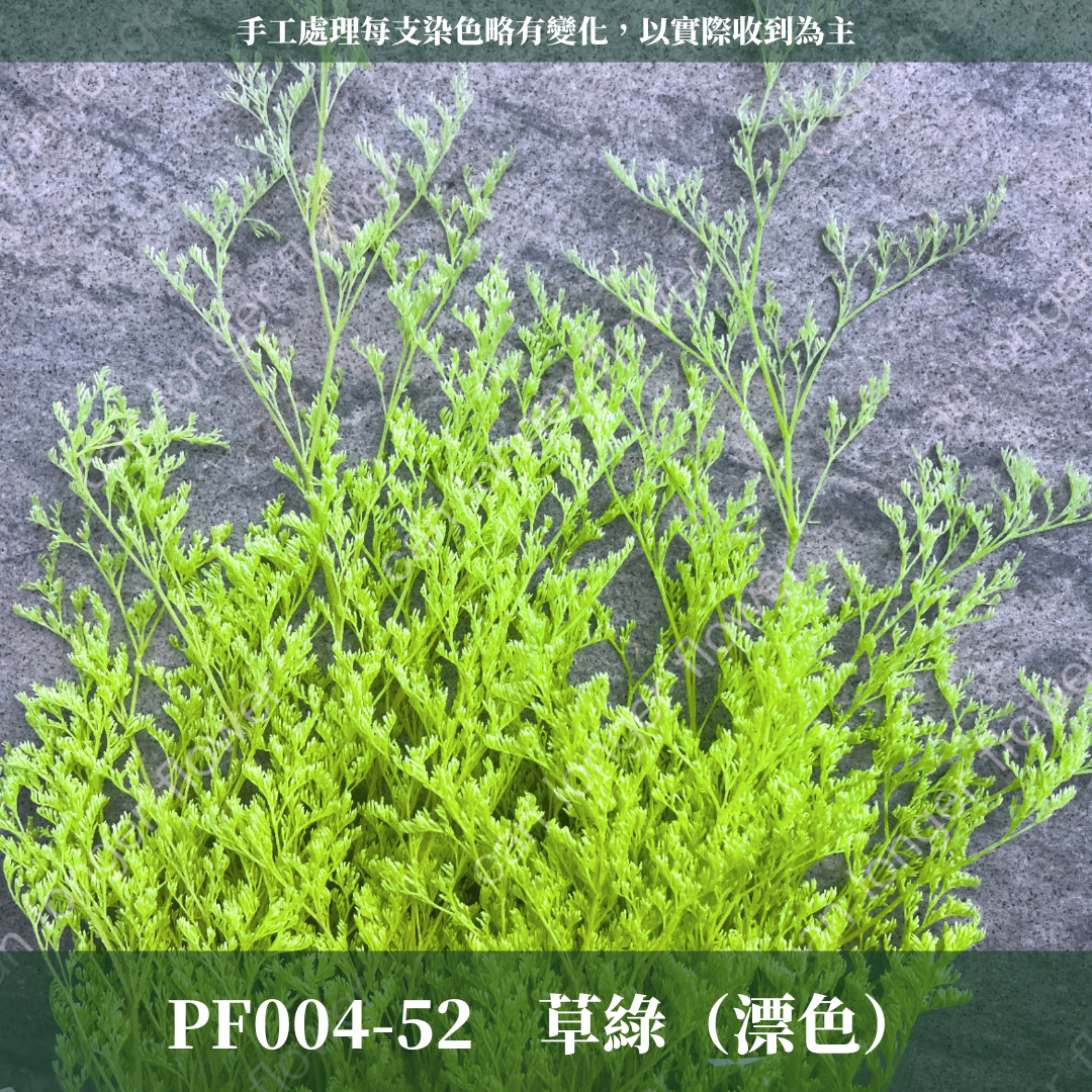 PF004 卡斯比亞/情人草 原裝 台灣現貨