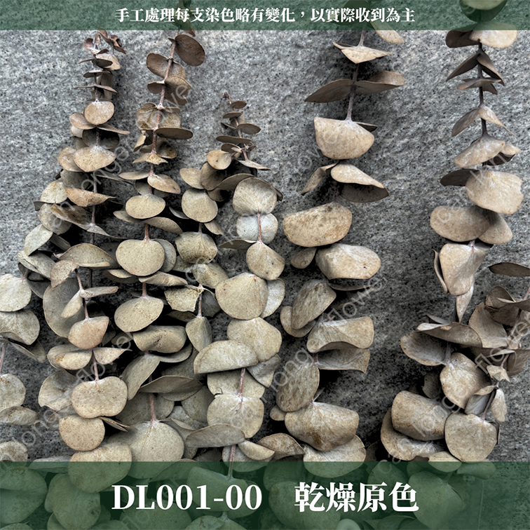 PL001 DL001 寶貝尤加利 圓葉尤加利 台灣現貨
