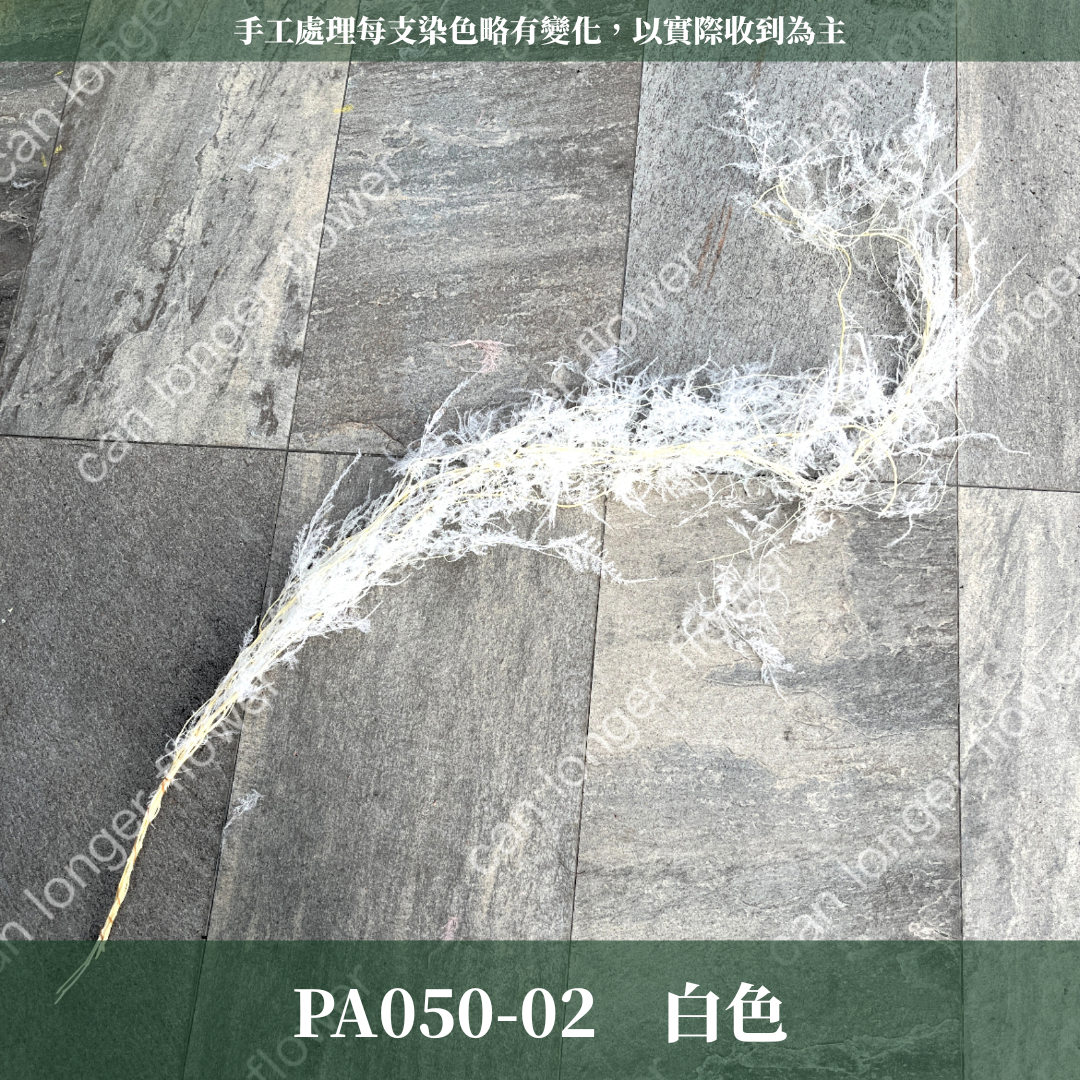 PA050 文竹 原裝