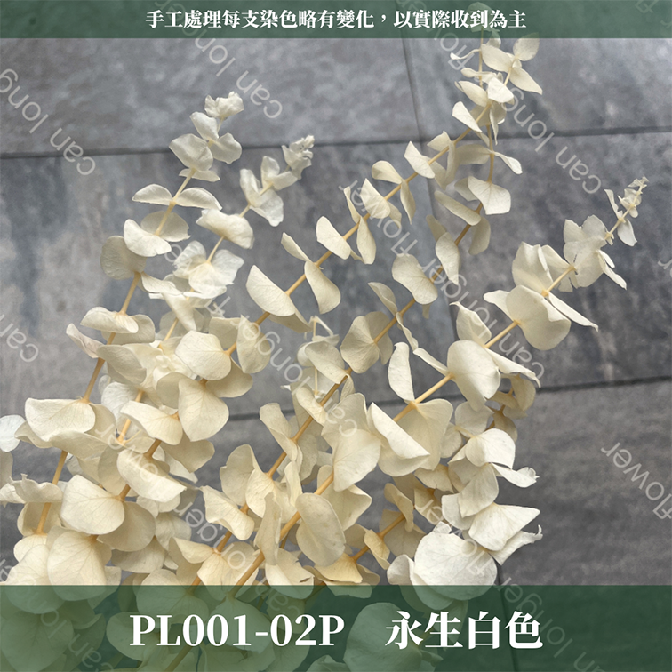 PL001 DL001 寶貝尤加利 圓葉尤加利 台灣現貨
