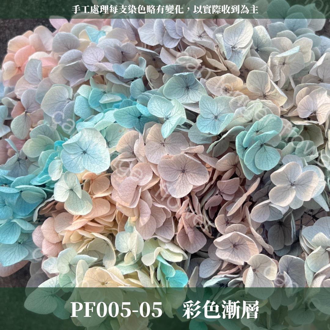 PF005 安娜繡球 單支 繡球花 台灣現貨 繡球 紫陽花