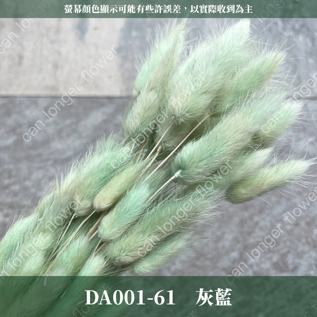 DA001 兔尾草 原裝約50-60支 台灣現貨