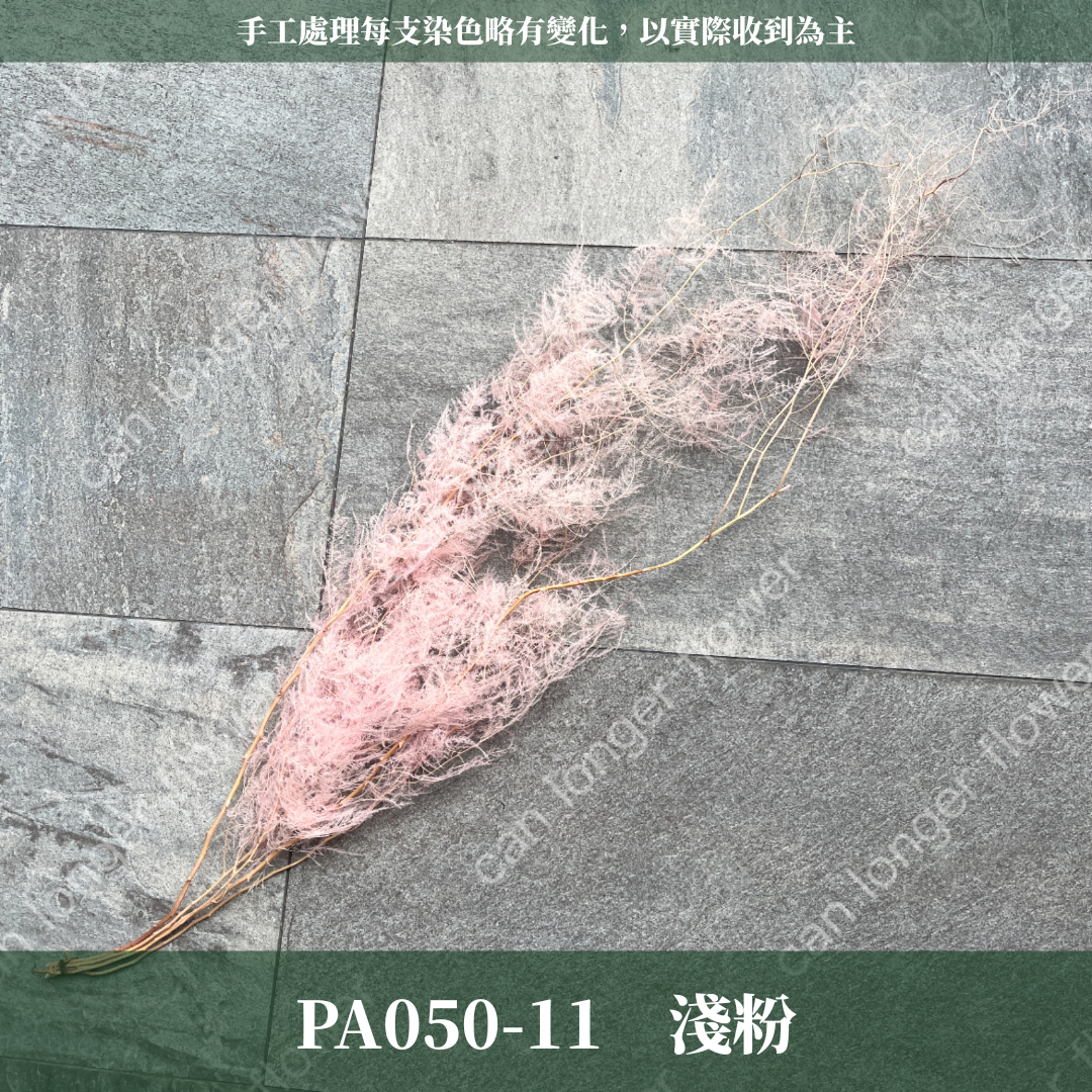 PA050 文竹 原裝