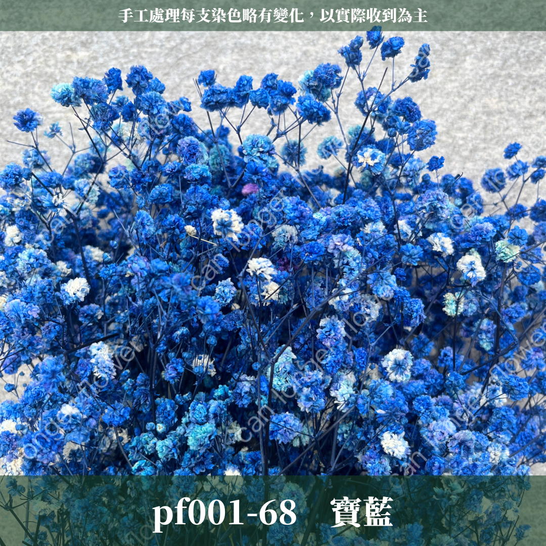 pf001 滿天星 台灣現貨