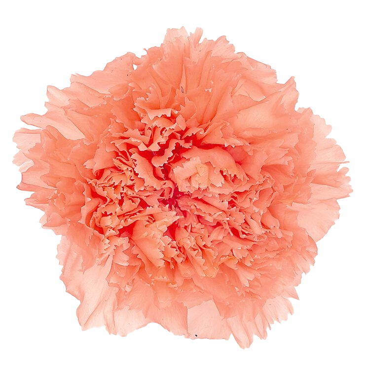 ✿ 台灣現貨 ✿ 花大伯 日本大地農園 02380 康乃馨5~6.5cm 8朵裝 原裝 款式色彩齊全 不凋主花