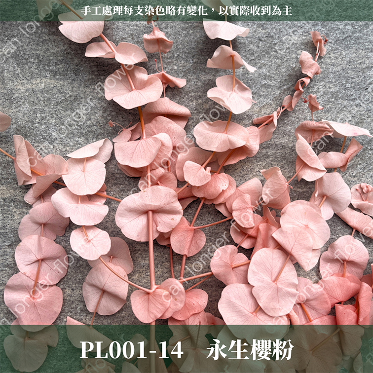 PL001 DL001 寶貝尤加利 圓葉尤加利 台灣現貨