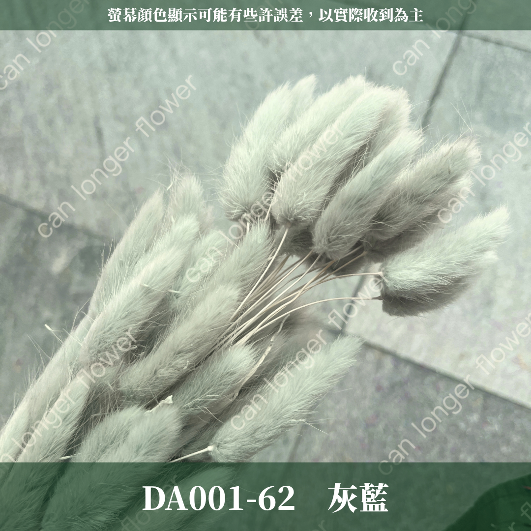 DA001 兔尾草 原裝約50-60支 台灣現貨