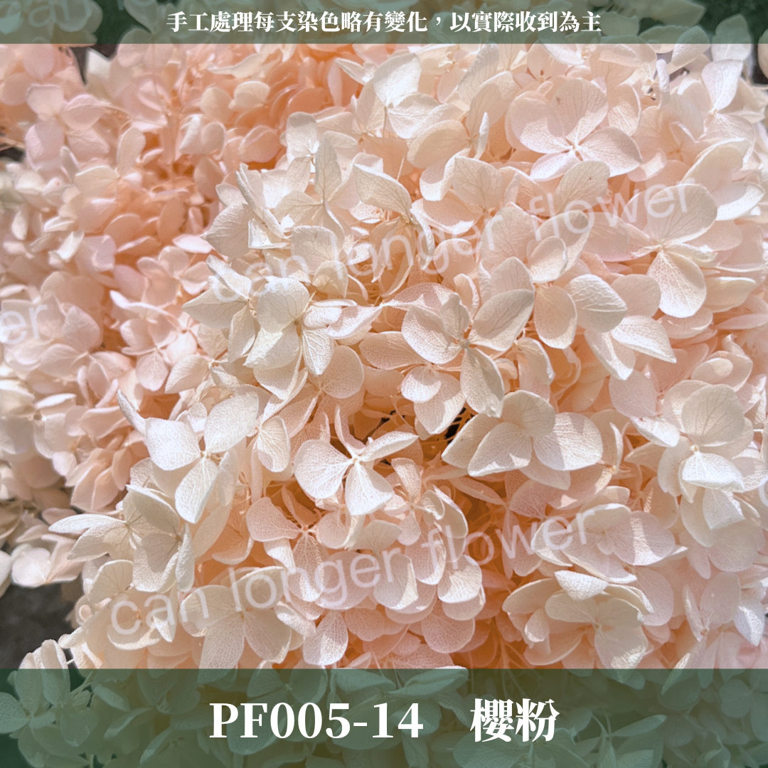 PF005 安娜繡球 單支 繡球花 台灣現貨 繡球 紫陽花