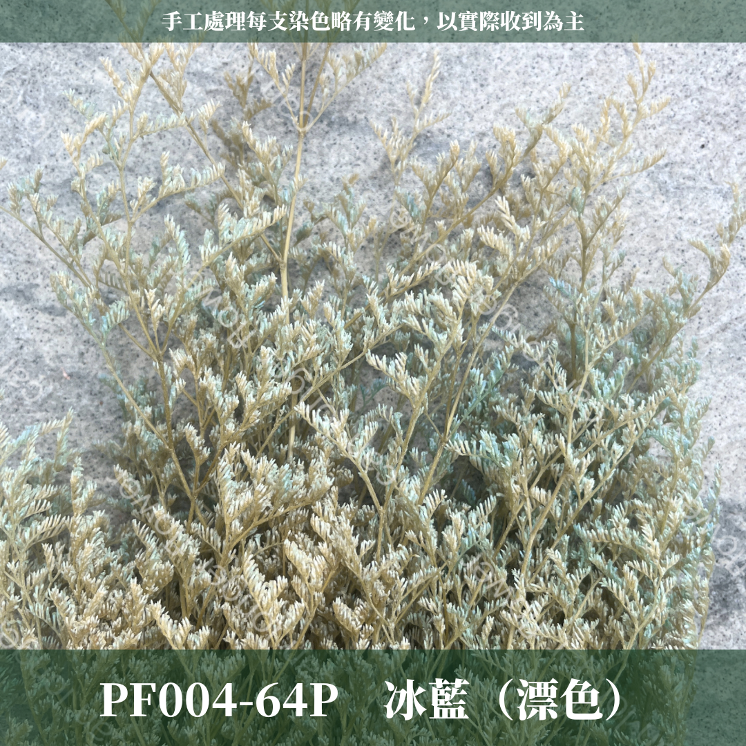 PF004 卡斯比亞/情人草 原裝 台灣現貨