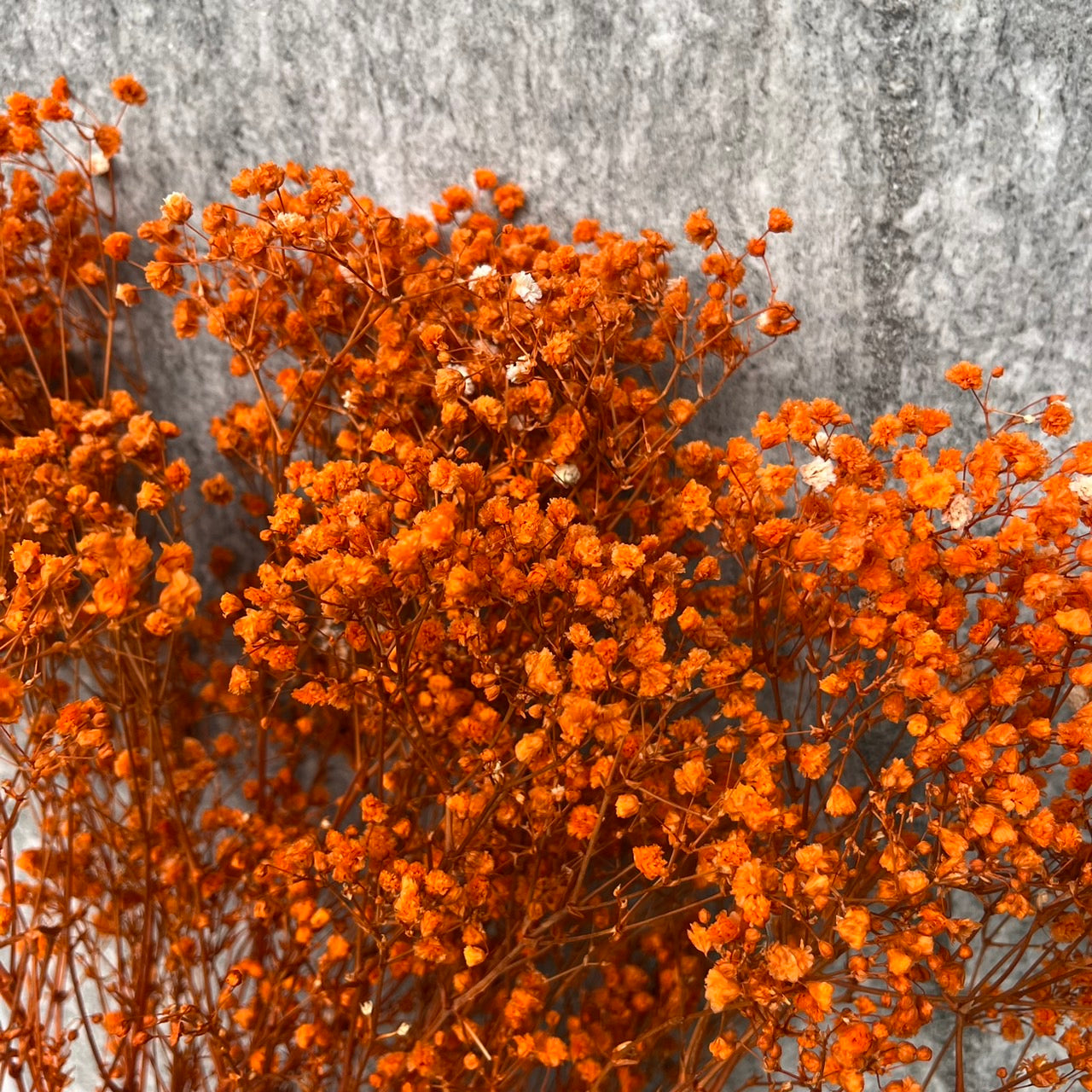 pf001S滿天星 夢幻星 永生花 小份量 捧花胸花 桌花花束 不凋花 手作DIY材料