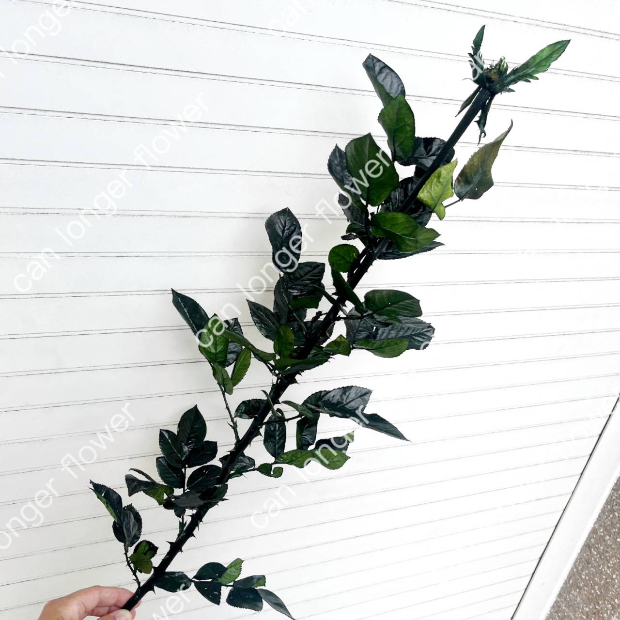 ✿ 台灣現貨 ✿ PL020 玫瑰枝條 60-70CM