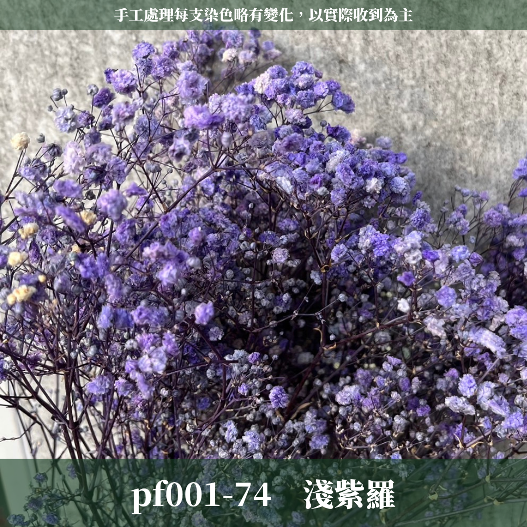 pf001 滿天星 台灣現貨