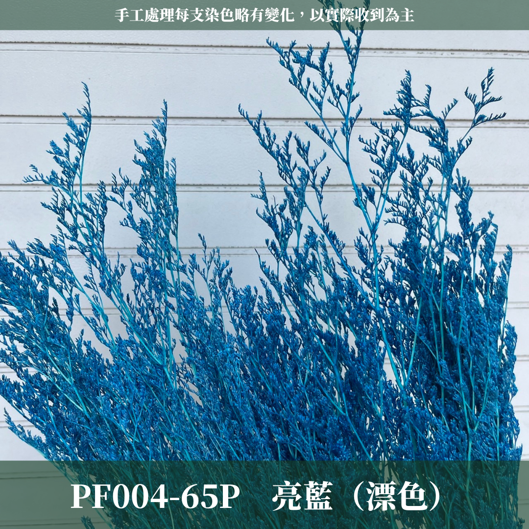 PF004 卡斯比亞/情人草 原裝 台灣現貨