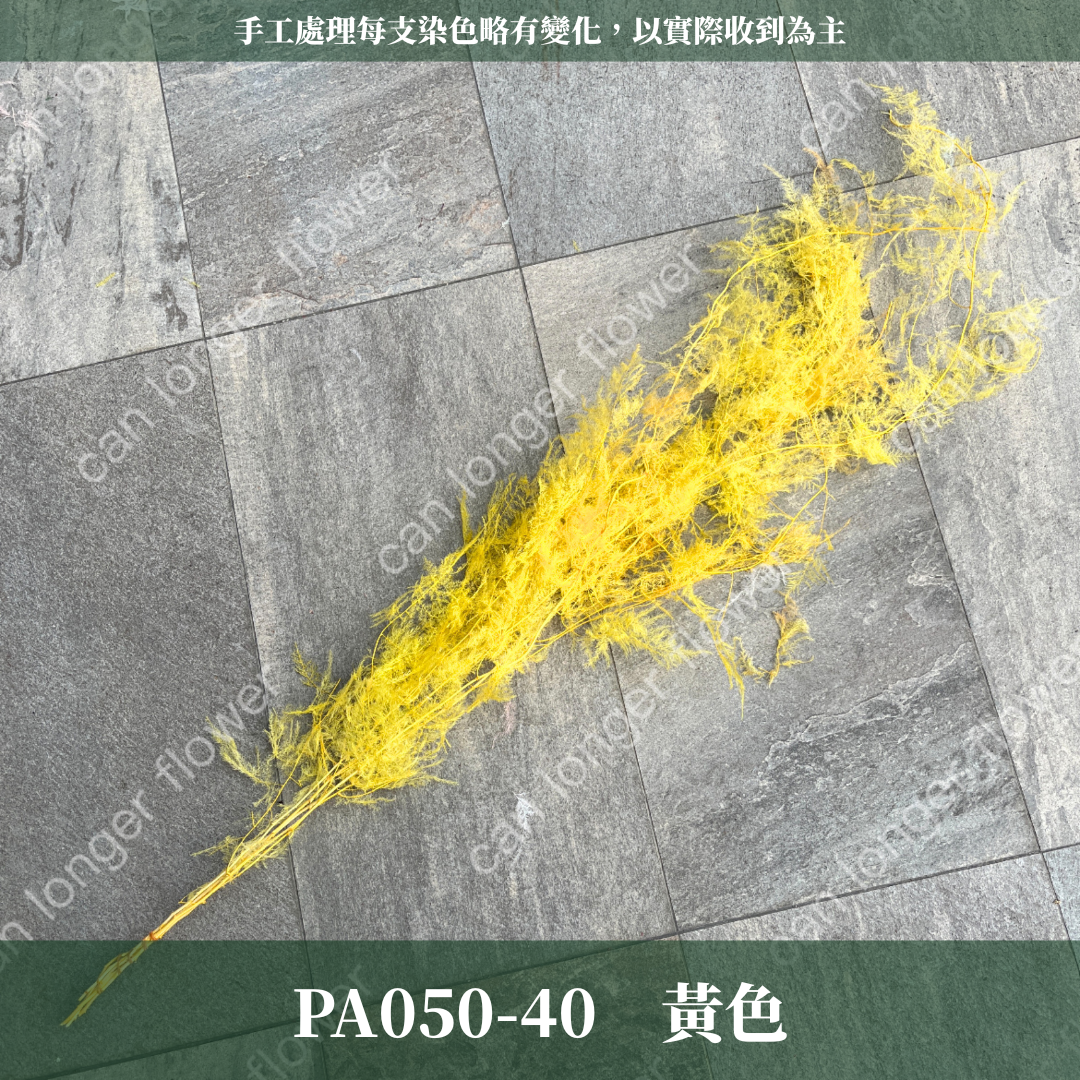 PA050 文竹 原裝
