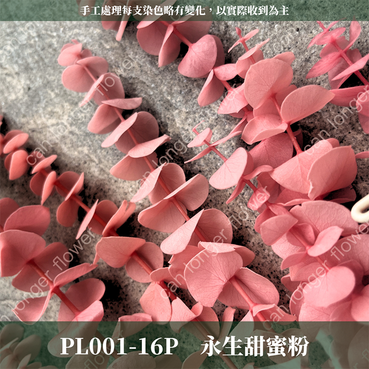 PL001 DL001 寶貝尤加利 圓葉尤加利 台灣現貨