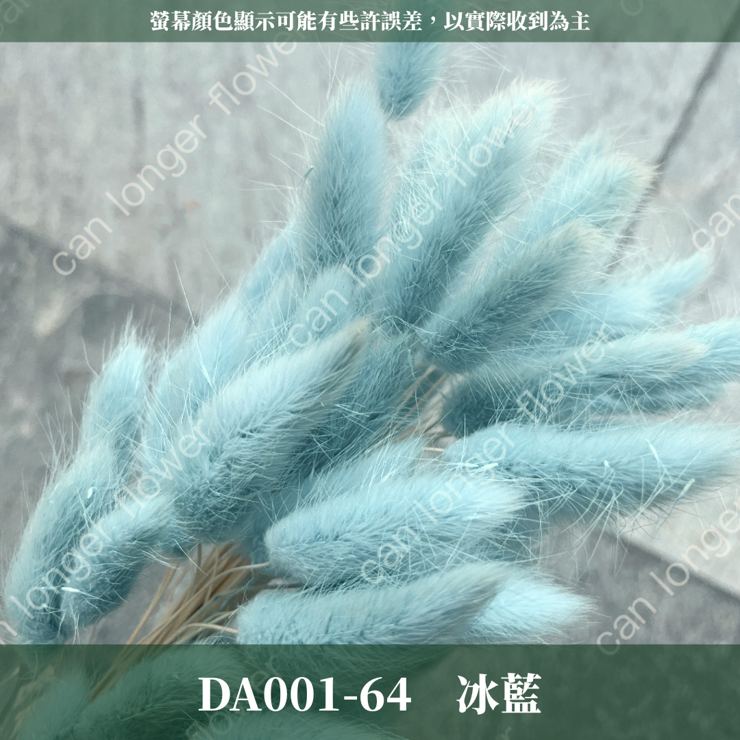 DA001 兔尾草 原裝約50-60支 台灣現貨