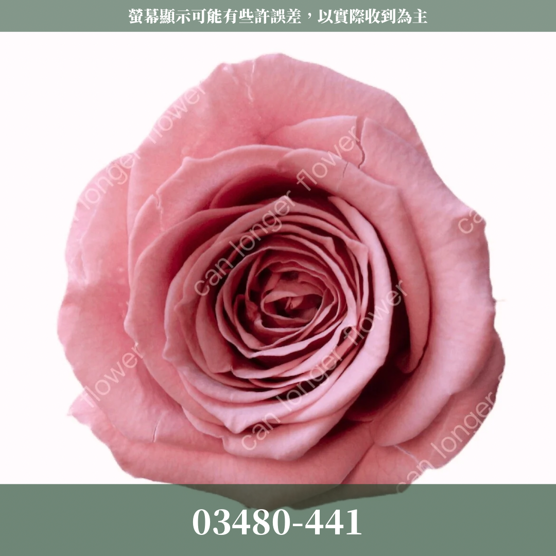 【台灣現貨】花大伯 03480 日本大地農園 中玫瑰 9朵裝 原裝 款式色彩齊全 永生玫瑰 不凋玫瑰