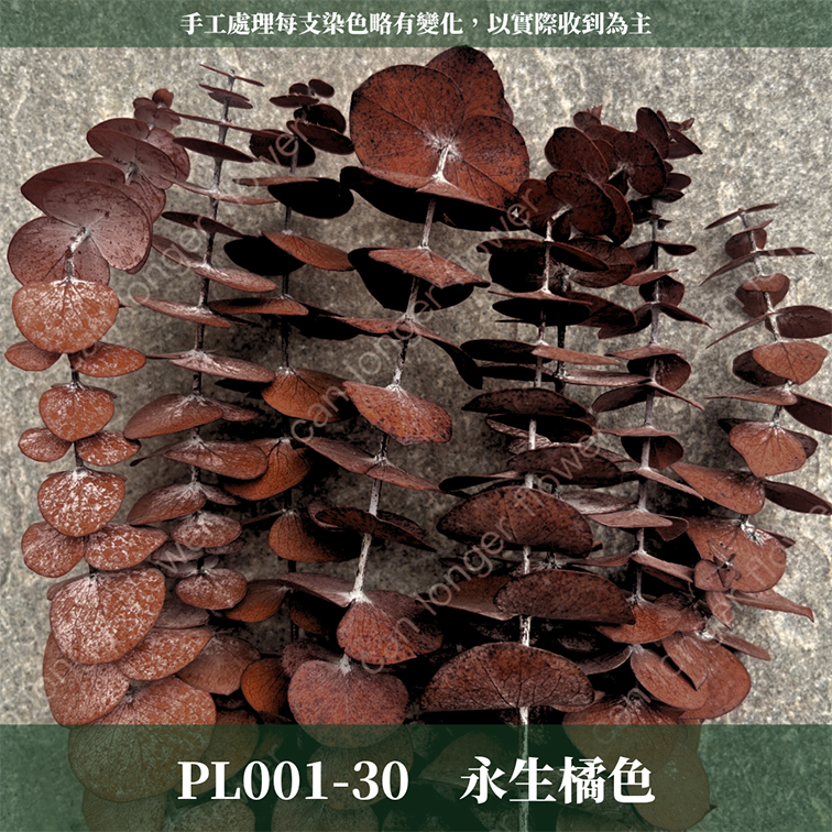 PL001 DL001 寶貝尤加利 圓葉尤加利 台灣現貨