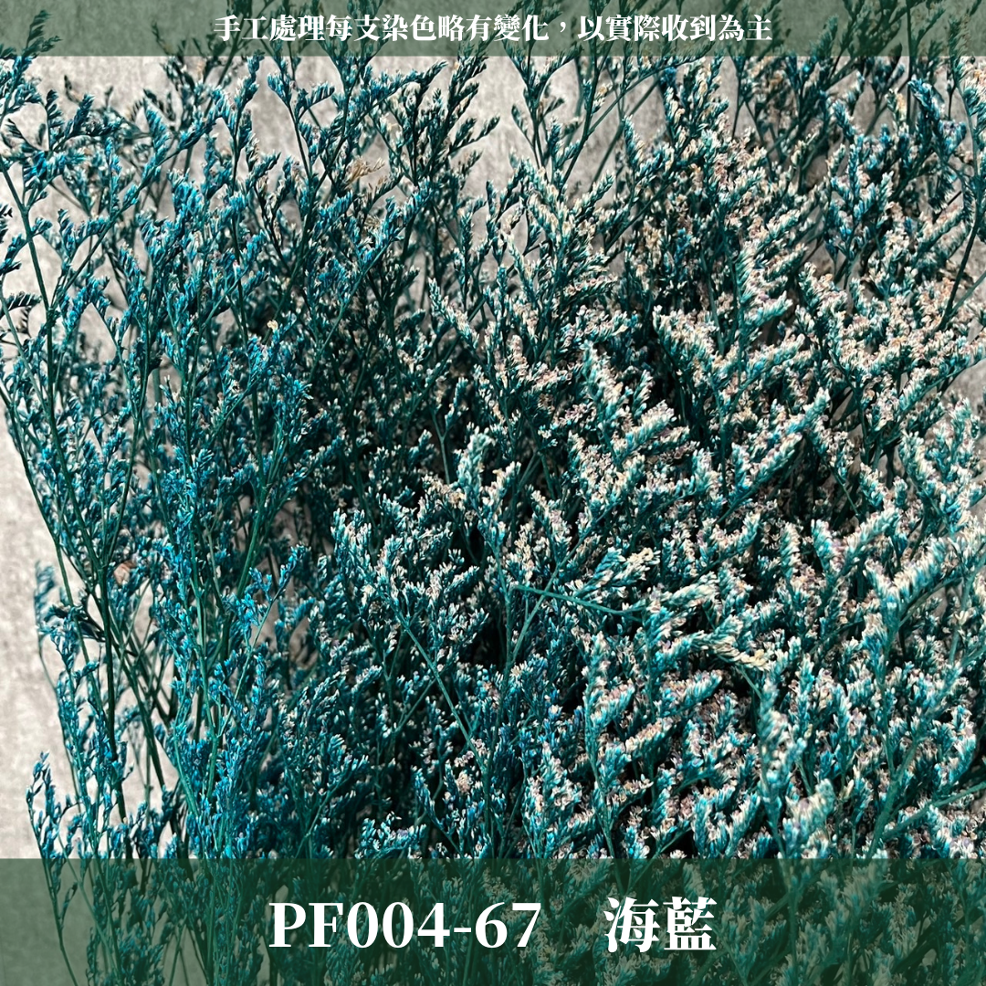 PF004 卡斯比亞/情人草 原裝 台灣現貨