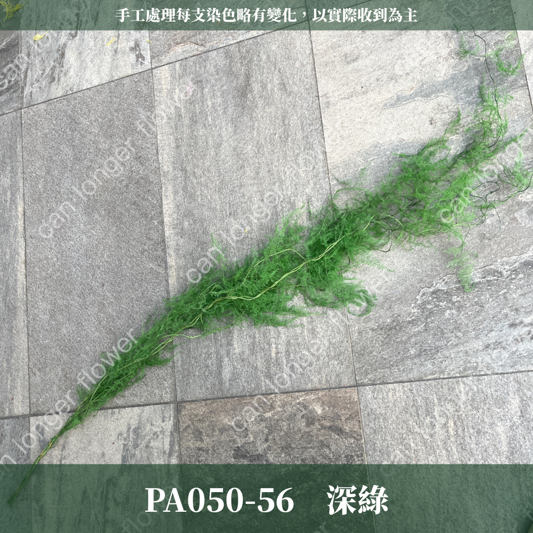 PA050 文竹 原裝