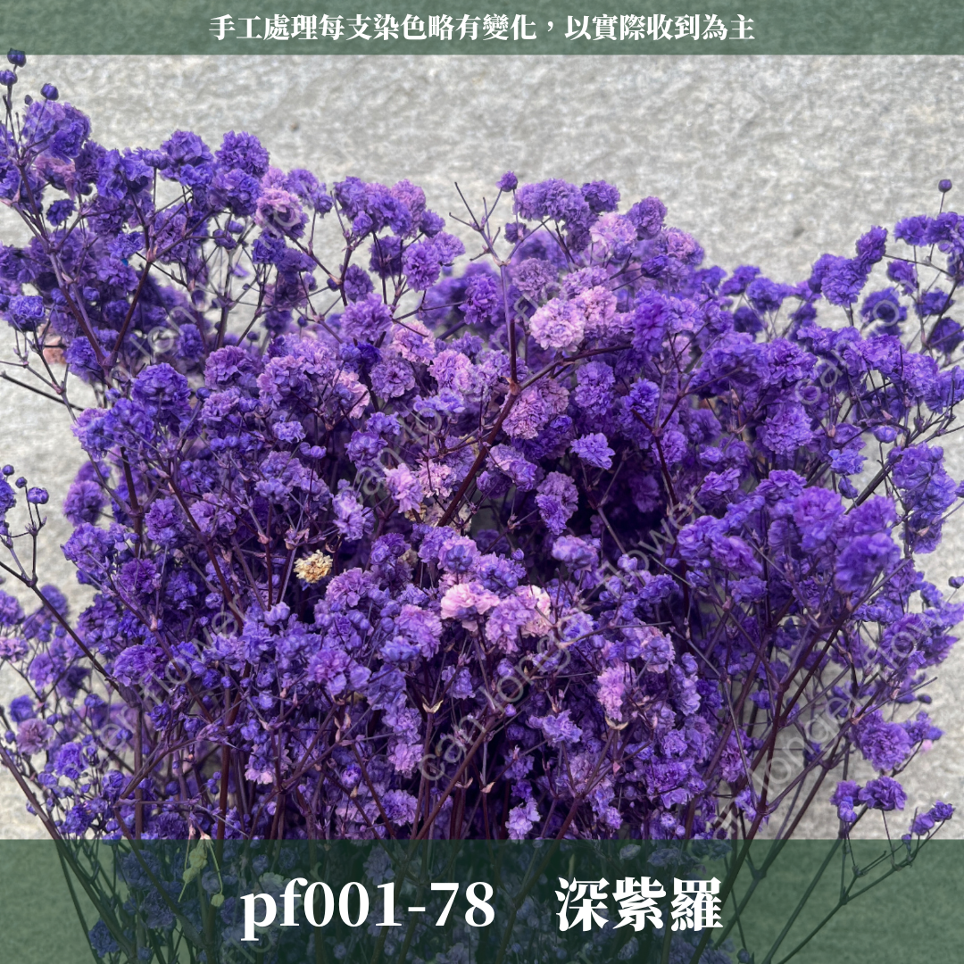 pf001 滿天星 台灣現貨