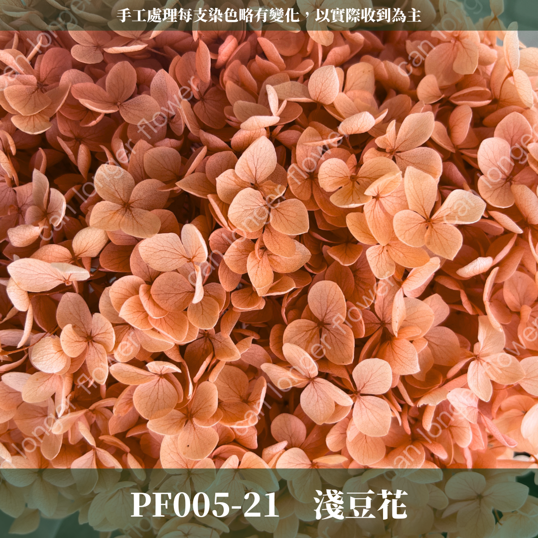 PF005 安娜繡球 單支 繡球花 台灣現貨 繡球 紫陽花
