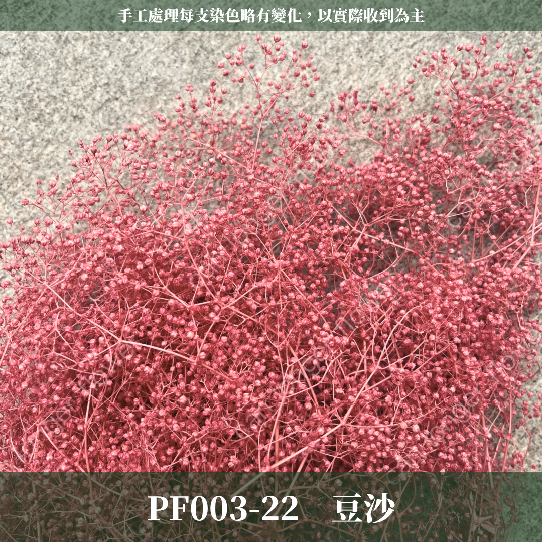 Pf003 迷你滿天星 小滿天星