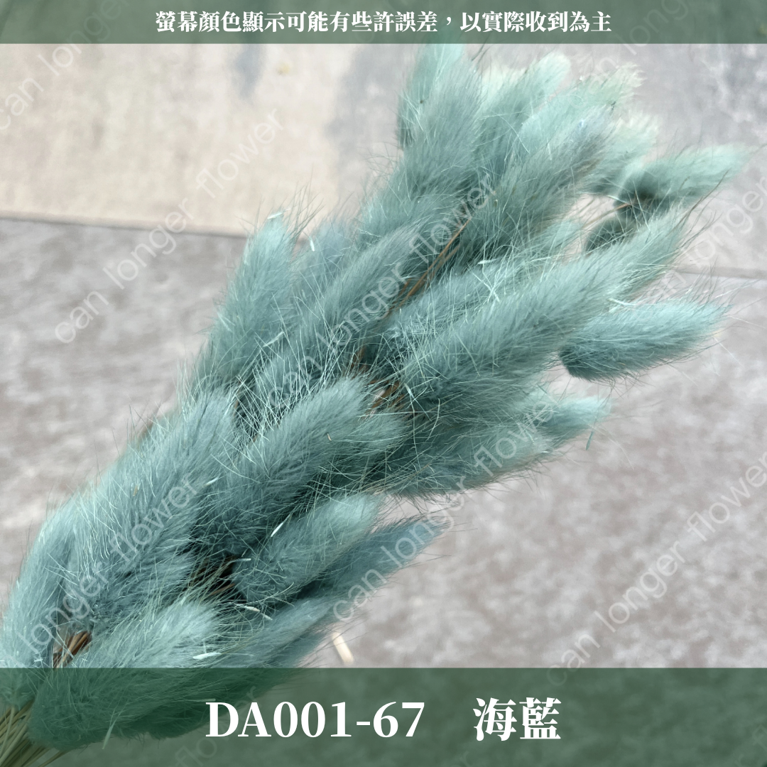 DA001 兔尾草 原裝約50-60支 台灣現貨