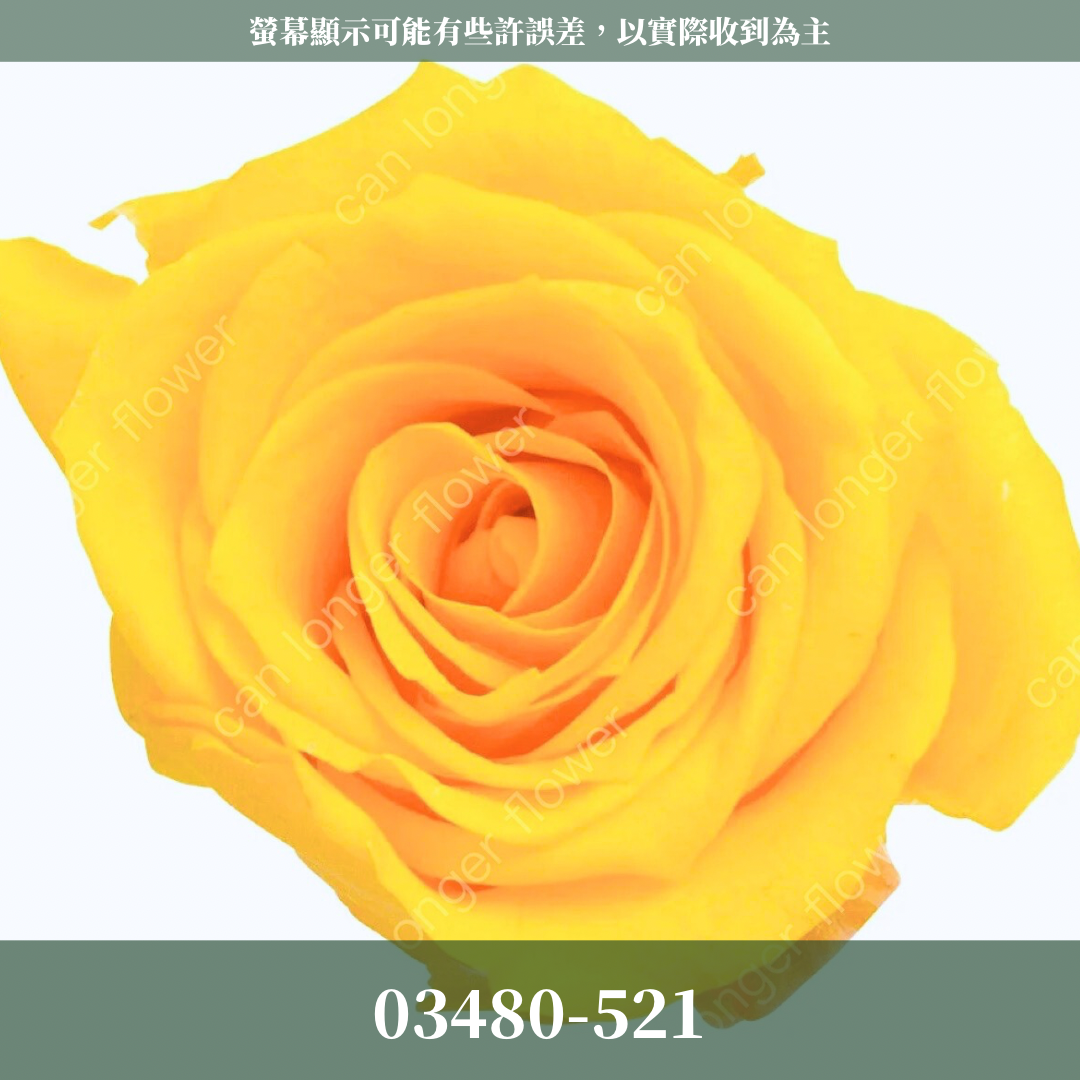 【台灣現貨】花大伯 03480 日本大地農園 中玫瑰 9朵裝 原裝 款式色彩齊全 永生玫瑰 不凋玫瑰