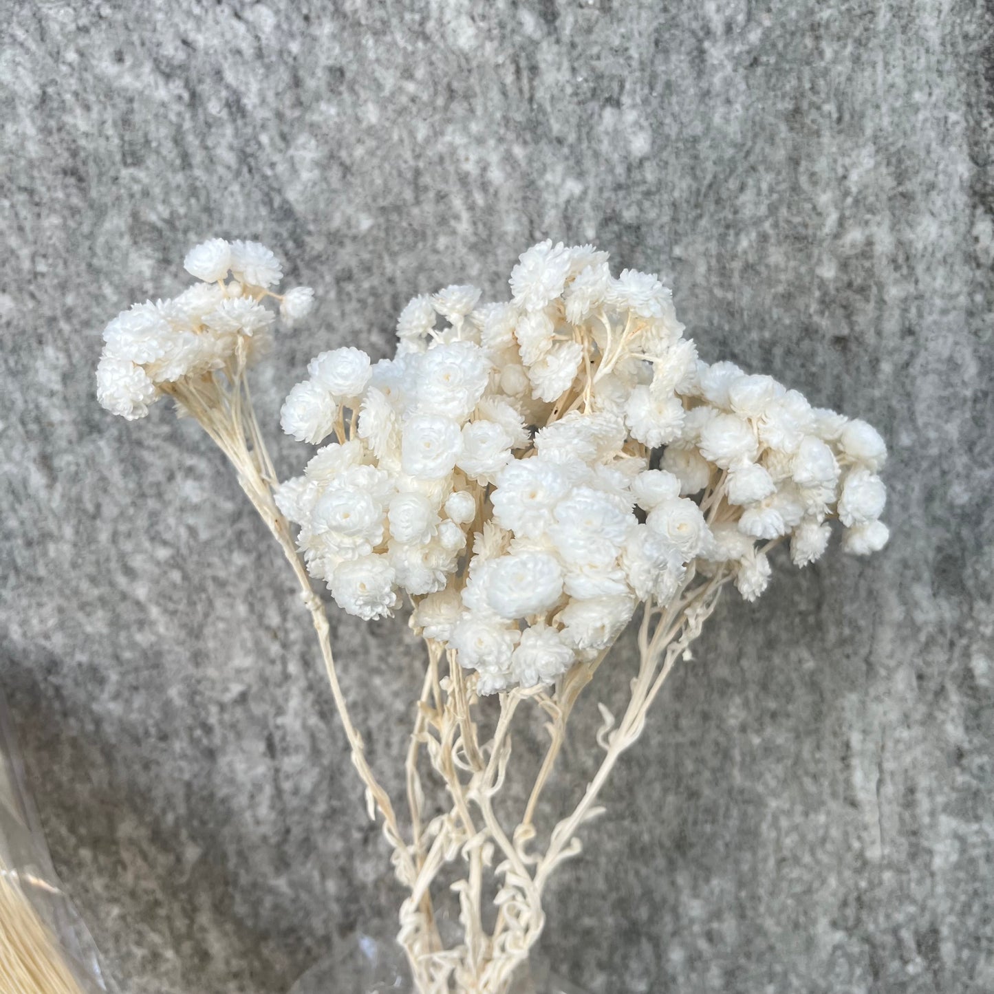 32052臘菊(約3克) 日本大地農園 小份量