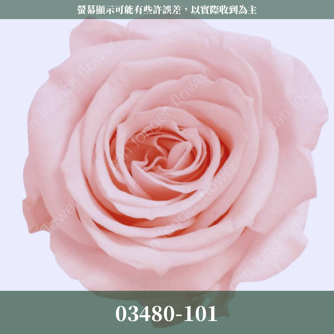 【台灣現貨】花大伯 03480 日本大地農園 中玫瑰 9朵裝 原裝 款式色彩齊全 永生玫瑰 不凋玫瑰