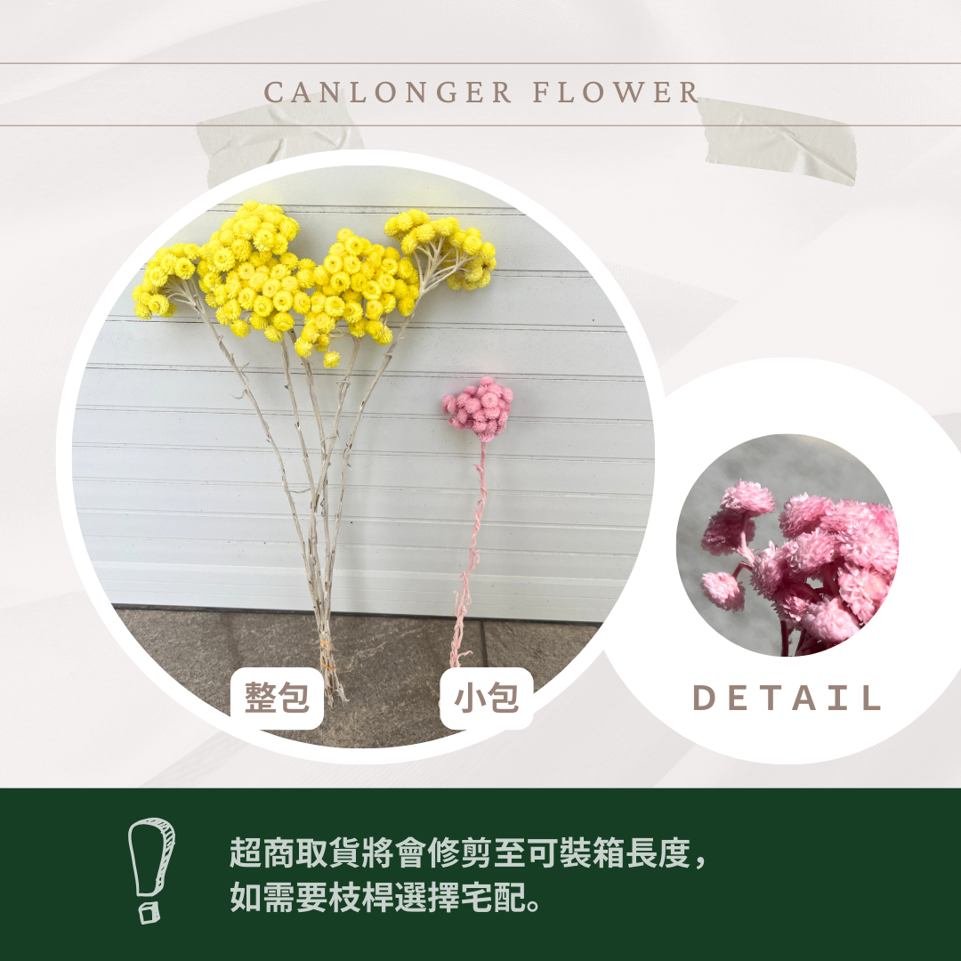 ✿ 台灣現貨 ✿ 32052 臘菊 日本大地農園