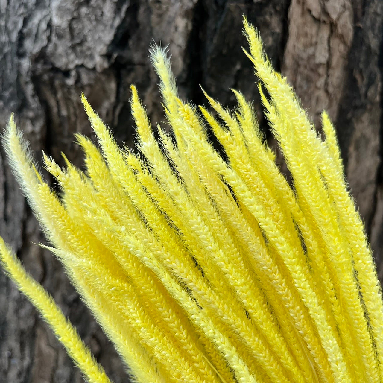 DA048s麒麟草 金絲草 原裝/小份量 捧花配花材 葉材 居家裝飾 攝影道具 室內裝飾 DIY 手作花材