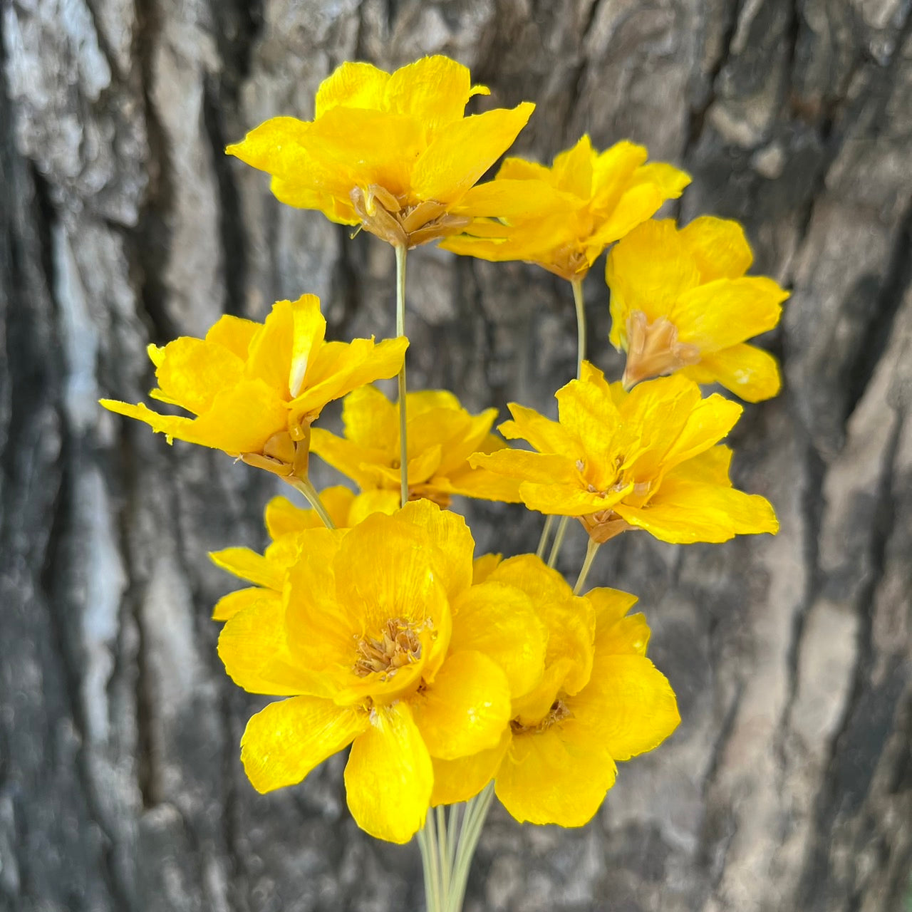 ✿ 台灣現貨 ✿ SH56 銀連花 原裝 10支裝 手工花