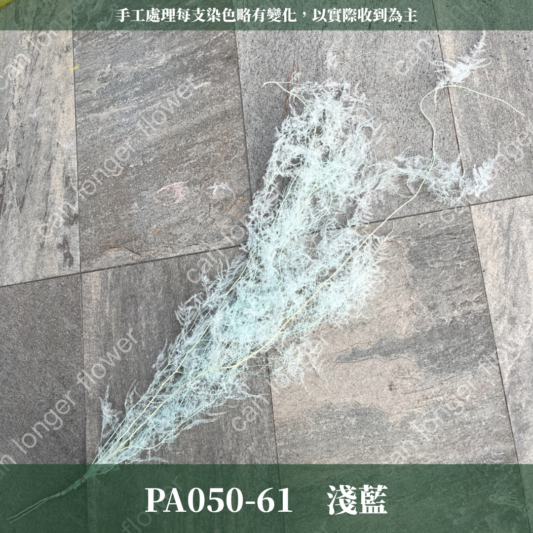 PA050 文竹 原裝