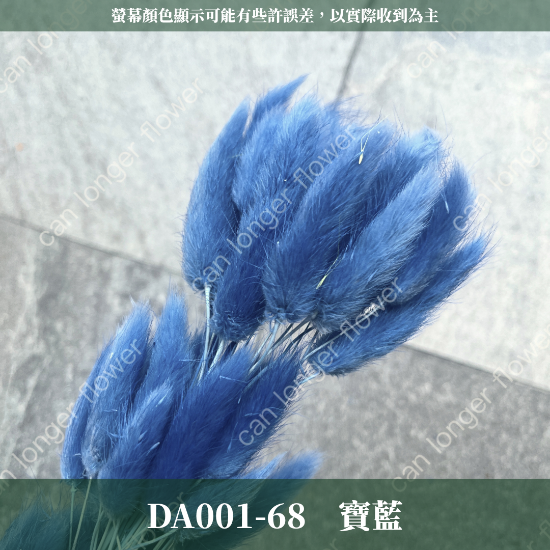 DA001 兔尾草 原裝約50-60支 台灣現貨
