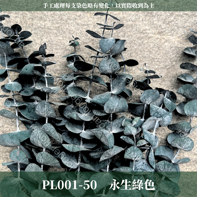 PL001 DL001 寶貝尤加利 圓葉尤加利 台灣現貨