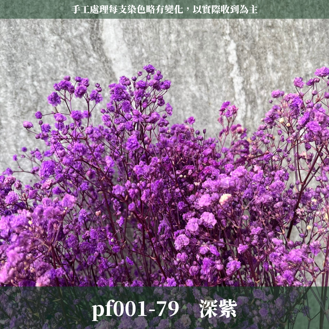 pf001 滿天星 台灣現貨