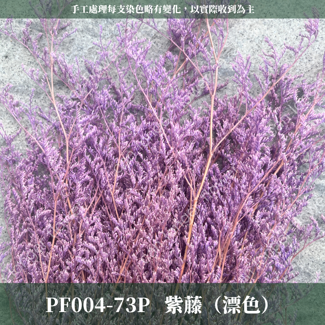PF004 卡斯比亞/情人草 原裝 台灣現貨