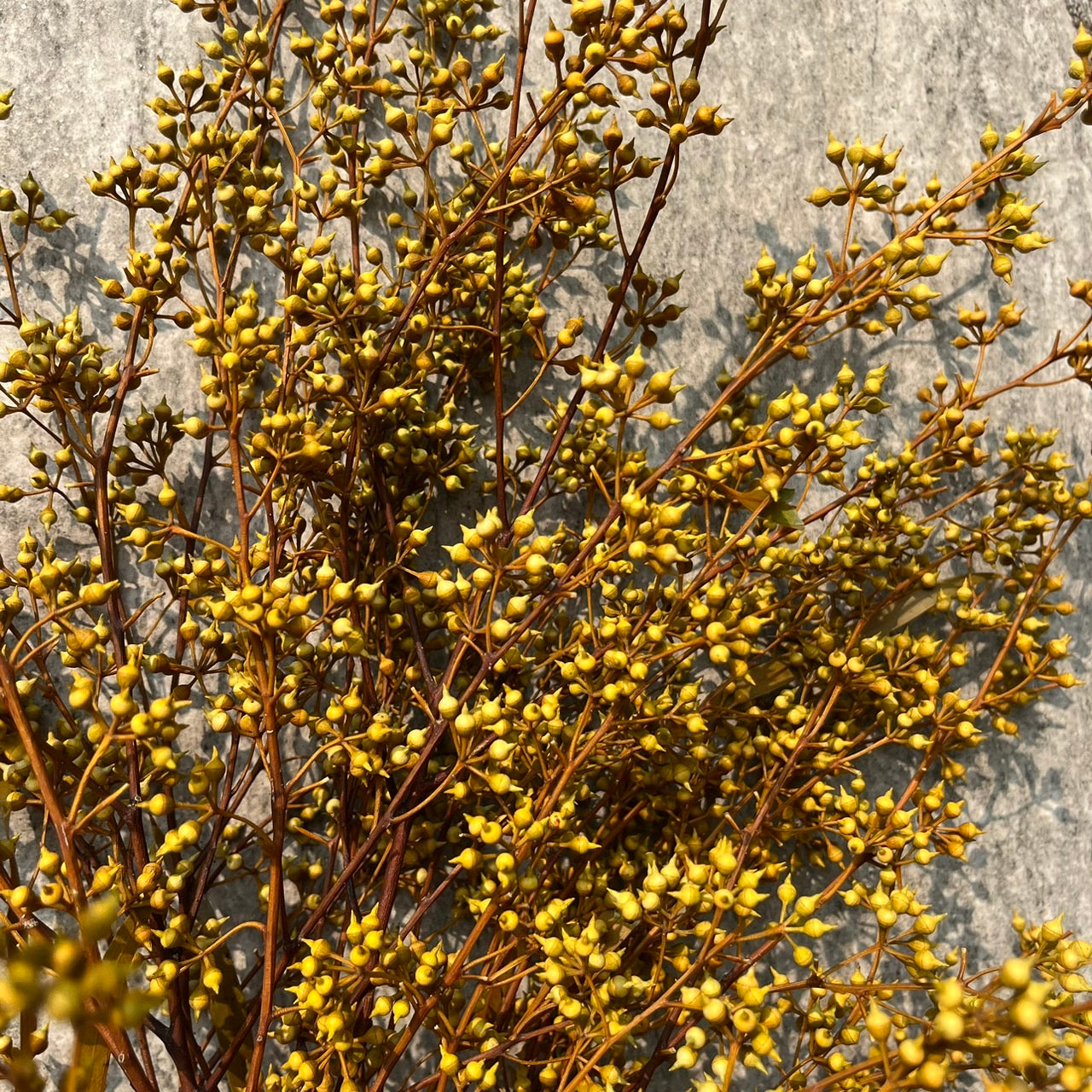 PS001 DS001s小米果 小米尤加利 尤加利果 桉樹果 永生花 乾燥花 居家裝飾花材 手作花材 花藝設計