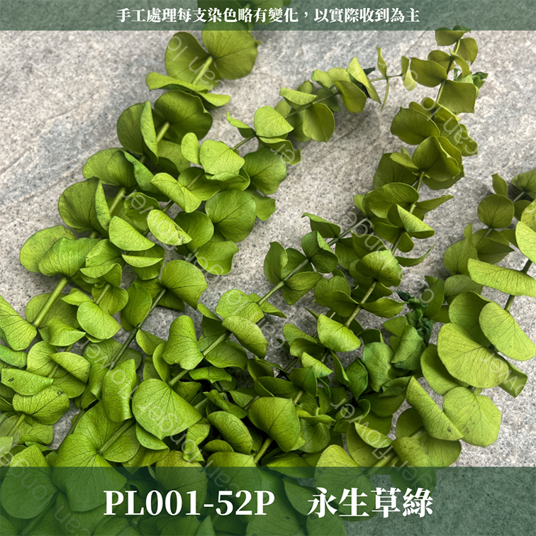 PL001 DL001 寶貝尤加利 圓葉尤加利 台灣現貨