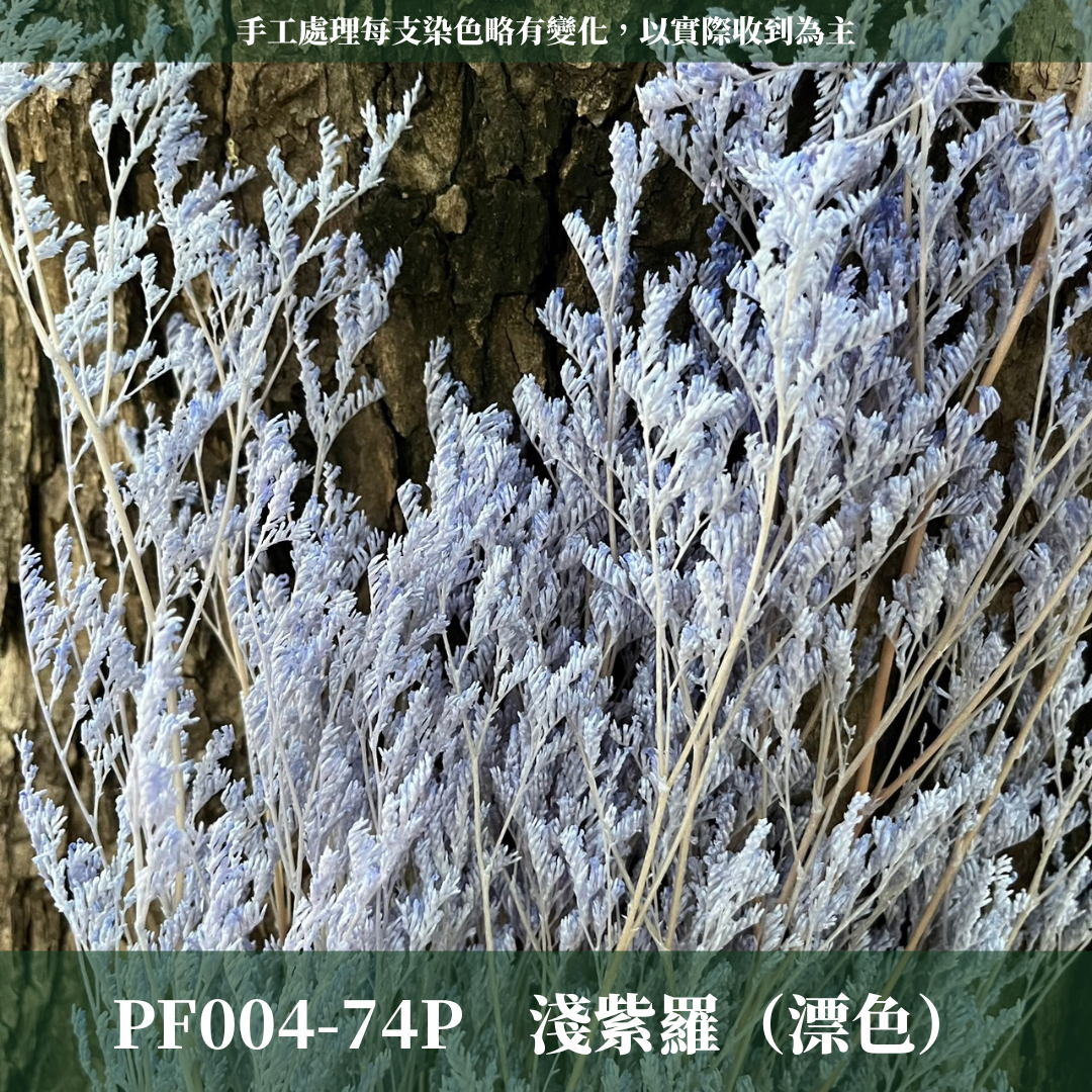 PF004 卡斯比亞/情人草 原裝 台灣現貨