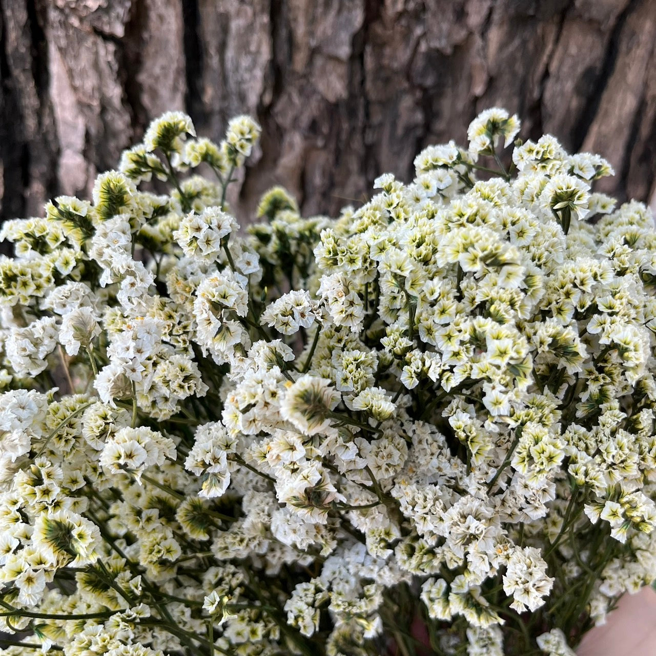 ✿ 台灣現貨 ✿ PF008水晶花 原裝