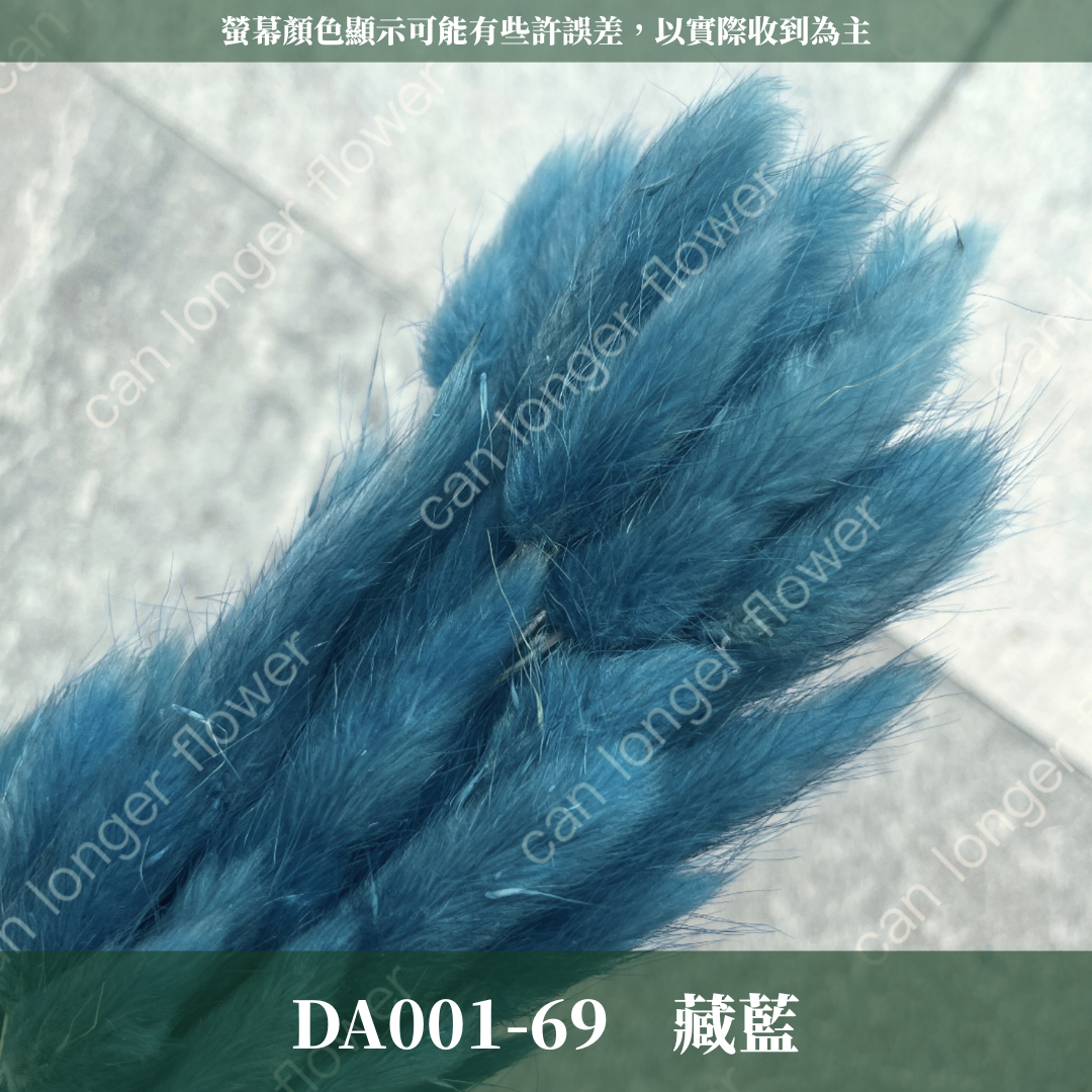 DA001 兔尾草 原裝約50-60支 台灣現貨