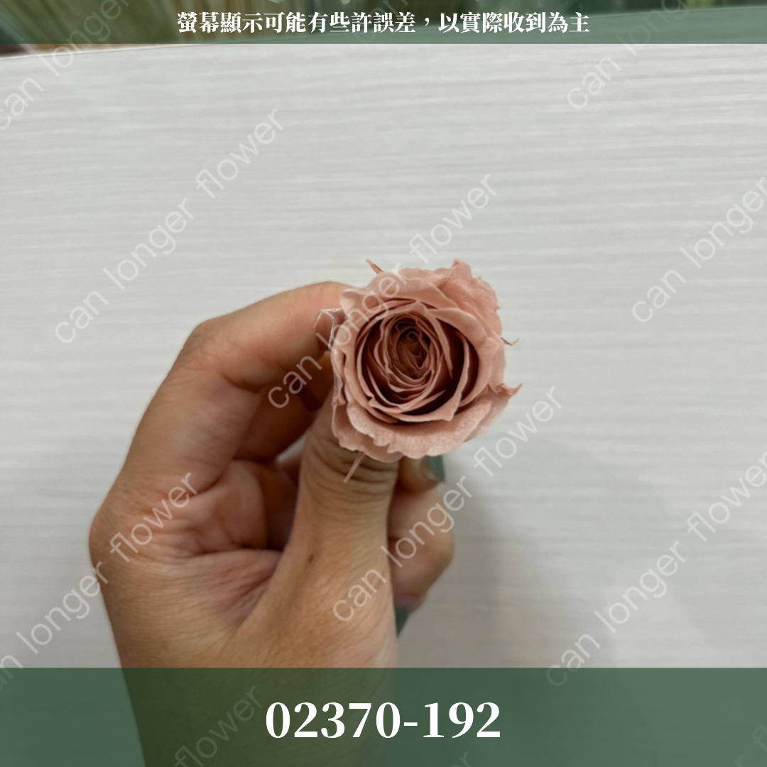 02370 日本迷你玫瑰