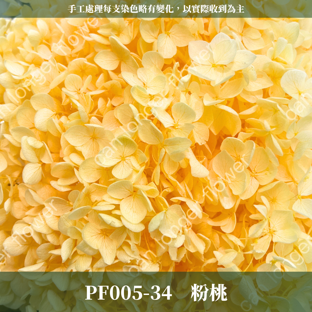 PF005 安娜繡球 單支 繡球花 台灣現貨 繡球 紫陽花