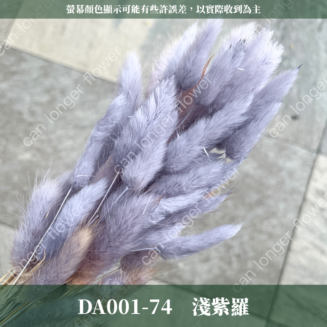 DA001 兔尾草 原裝約50-60支 台灣現貨