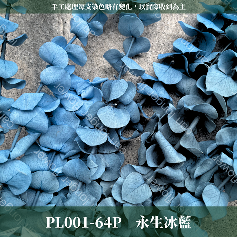 PL001 DL001 寶貝尤加利 圓葉尤加利 台灣現貨